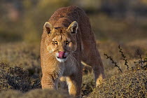 Puma (Puma concolor) in high altitude habitat, Torres del Paine National Park, Chile.