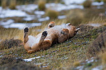 Puma (Puma concolor) rolling on back, Torres del Paine National Park, Chile, June.