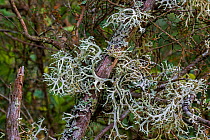 Oakmoss / stag lichen (Evernia prunastri) close up, La Brenne, France, June.