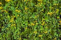 Rapeseed flowers (Brassica rapa subsp. oleifera) field in flower, Belgium, June