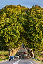 Plane trees (Platanus  acerifolia) bordering the French Route Nationale 7 / RN7 road, France, October 2014