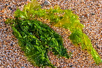 Gutweed / grass kelp (Enteromorpha intestinalis / Ulva intestinalis) washed ashore on Normandy coast, France, September