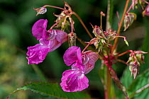 Himalayan balsam (Impatiens glandulifera) flowers, Belgium, August.
