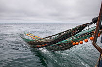 Hauling in dragger net full of Haddock (Melanogrammus aeglefinus) and Dogfish (Squalidae). Georges Bank, Massachusetts, New England, USA, May 2015.