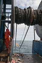 Hauling in dragger net filled with Haddock (Melanogrammus aeglefinus), Pollock (Pollachius), Dogfish (Squalidae) and Lobster (Nephropidae) Georges Bank off Massachusetts, New England, USA, May 2015. M...
