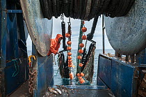 Hauling in dragger net filled with Haddock (Melanogrammus aeglefinus), Pollock (Pollachius), Dogfish (Squalidae) and Lobster (Nephropidae) Georges Bank off Massachusetts, New England, USA, May 2015. M...