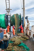 Fishermen emptying dragger net full of Haddock (Melanogrammus aeglefinus) on deck.  Georges Bank, New England, USA, May. Model released.