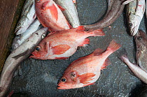 Redfish (Sebastes) on deck of offshore dragger.  Georges Bank, Massachusetts, New England, USA, May.