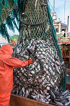 Fisherman emptying dragger net full of Haddock (Melanogrammus aeglefinus) on deck. Georges Bank off Massachusetts, New England, USA, May 2015. Model released.