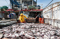 Fishermen sorting Haddock (Melanogrammus aeglefinus), Pollock (Pollachius) and Dogfish (Squalidae) from net, Georges Bank off Massachusetts, New England, USA, May 2015 Model released.