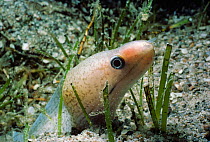 Whitespotted moray eel (Gymnothorax punctatus) in eel grass, Red Sea.
