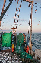 Fisherman emptying dragger net full of Haddock (Melanogrammus aeglefinus) on deck.  Georges Bank off Massachusetts, New England, USA, May 2015. Model released.
