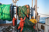 Fisherman emptying dragger net full of Haddock (Melanogrammus aeglefinus) on deck.  Georges Bank off Massachusetts, New England, USA, May 2015. Model released.