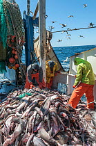 Fishermen sorting Haddock (Melanogrammus aeglefinus), Pollock (Pollachius) and Dogfish (Squalidae) from net, Georges Bank off Massachusetts, New England, USA, May 2015. Model released.