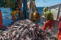 Fishermen sorting Haddock (Melanogrammus aeglefinus), Pollock (Pollachius) and Dogfish (Squalidae) from net, Georges Bank off Massachusetts, New England, USA, May 2015. Model released.