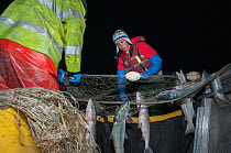Fishermen hauling in set gill net to harvest Sockeye salmon (Oncorhynchus nerka) Graveyard Point, Bristol Bay, Alaska, USA. July 2015. Model released.