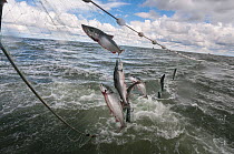 Fishermen hauling in Sockeye salmon (Oncorhynchus nerka) in gill net onto boat, Naknek River, Bristol Bay, Alaska, USA, July 2015.