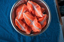 Chinook salmon (Oncorhynchus tshawytscha) ready  to be cooked.  Naknek River, Bristol Bay, Alaska, USA, June.