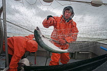 Fisherman untangling Sockeye salmon (Oncorhynchus nerka) from drift gill net.  Naknek River, Bristol Bay, Alaska, USA, June 2015. Model released.