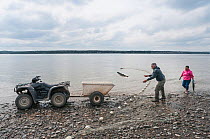 Subsistence fishing for sockeye salmon using beach gill net along the Naknek River, Bristol Bay, Alaska, USA, June 2015.
