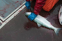 Fisherman bleeding Sockeye salmon (Oncorhynchus nerka) before placing it in cold storage.  Naknek River, Bristol Bay, Alaska, USA, July 2015. Model released.