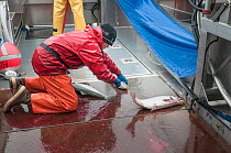 Fisherman bleeding Sockeye salmon (Oncorhynchus nerka) before placing it in cold storage.  Naknek River, Bristol Bay, Alaska, USA, July 2015. Model released.