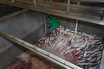 Man with load of Sockeye salmon (Oncorhynchus nerka) loaded directly from tender into factory for processing. This load of fish is in water mixed with blood. Naknek, Bristol Bay, Alaska, USA, July 201...