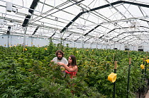 Man and woman with Cannabis plant in organic Marijuana farm, Pueblo, Colorado, USA, June 2015. . Marijuana has legalized in the state of Colorado, and this farm produces Marijuana for medical and reta...