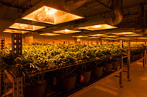 Cannabis plants growing under artificial light,  in organic Marijuana farm, Pueblo, Colorado, USA, June 2015. . Marijuana has been legalized in the state of Colorado, and this farm produces Marijuana...