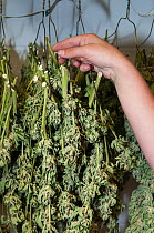 Cannabis / Marijuana buds drying at a commercial in organic Marijuana farm, Pueblo, Colorado, USA, June 2015. Marijuana has legalized in the state of Colorado, and this farm produces Marijuana for med...