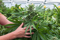 Person holding large Cannabis bud, in organic Marijuana farm, Pueblo, Colorado, USA, June 2015. . Marijuana has legalized in the state of Colorado, and this farm produces Marijuana for medical and ret...
