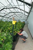 Man tending Cannabis plants in organic Marijuana farm, Pueblo, Colorado, USA, June 2015. Marijuana has legalized in the state of Colorado, and this farm produces Marijuana for medical and retail purpo...
