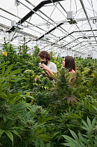 Man and woman with Cannabis plant in organic Marijuana farm, Pueblo, Colorado, USA, June 2015. . Marijuana has legalized in the state of Colorado, and this farm produces Marijuana for medical and reta...