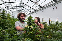 Man and woman with Cannabis plant in organic Marijuana farm, Pueblo, Colorado, USA, June 2015. . Marijuana has legalized in the state of Colorado, and this farm produces Marijuana for medical and retail purposes. Model and Property released.