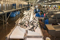 Leader Creek Fisheries cannery preparing fresh Sockeye salmon (Oncorhynchus nerka) fillets for export worldwide.  Naknek, Bristol Bay, Alaska. July 2015.