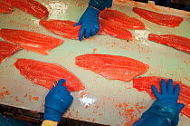 Leader Creek Fisheries cannery preparing fresh Sockeye salmon (Oncorhynchus nerka) fillets for export worldwide.  Naknek, Bristol Bay, Alaska, July 2015.
