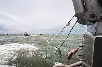 Sockeye salmon (Oncorhynchus nerka) hauled into boat from net, Bristol Bay, Alaska, USA, July 2015