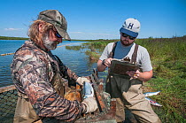 Biologists from Alaska Fish and Game catch and sample returning sockeye salmon.  Naknek River, Bristol Bay, Alaska.