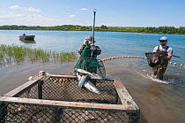 Biologists from Alaska Fish and Game catch and sample returning Sockeye salmon (Oncorhynchus nerka)  Naknek River, Bristol Bay, Alaska, USA, July 2015.