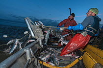 Fishermen haul in set gill net whilst fishing for Sockeye salmon (Oncorhynchus nerka) at night, Graveyard Point, Bristol Bay, Alaska, USA, July 2015. Model released.