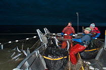 Fishermen haul in set gill net whilst fishing from Sockeye salmon (Oncorhynchus nerka) at night, Graveyard Point, Bristol Bay, Alaska, USA, July 2015. Model released.