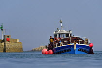 Boat carrying Kelp (Laminaria hyperborea) Roscoff, France, April 2015. This species is used in cosmetics, chemical and biotechnological industries as well as food industry.