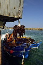 Boat  offloading Kelp (Laminaria hyperborea) Roscoff, France, April 2015. This species is used in cosmetics, chemical and biotechnological industries as well as food industry.
