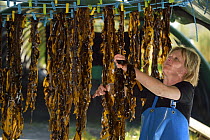 Aquaculturist drying Wakame seaweed (Undaria pinnatifida) in Roscoff, France,  an edible speices native to Japan, Korea, and China. April.