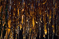 Drying Wakame seaweed (Undaria pinnatifida), an edible seaweed native to Japan, Korea, and China. Roscoff, France, April.