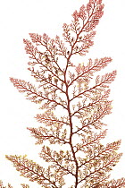 Red algae (Microcladia coulteri) from Brady's beach, Vancouver, Canada, April. Preserved specimen.