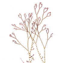 Red algae (Ceramium ciliatum) from Roscoff, Bretagne, France. Preserved specimen.