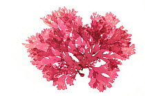 Red algae (Callophyllis laciniata) from Republic of Ireland, Atlantic. Preserved specimen.