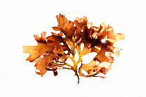 Sea lettuce algae (Chondrus crispus) from Roscoff, France. Preserved specimen.