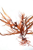 Red algae (Chylocladia verticillata) from Roscoff, France, April.   Preserved specimen.